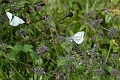green-veined white, butterfly-2
